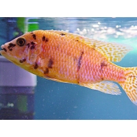 Aulonocara sp. Orange blanche Aulonocara sp. Orange blanche